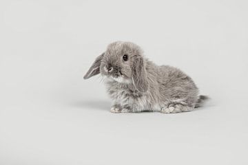 Schattig grijs konijntje op een grijze achtergrond van Elles Rijsdijk
