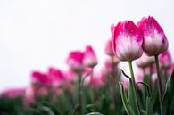 Tulpenpaar von Samira Salman Miniaturansicht