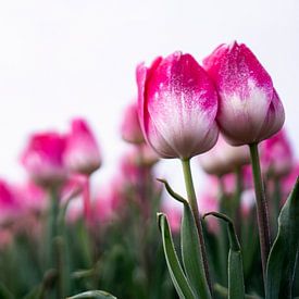 Tulpenpaar von Samira Salman