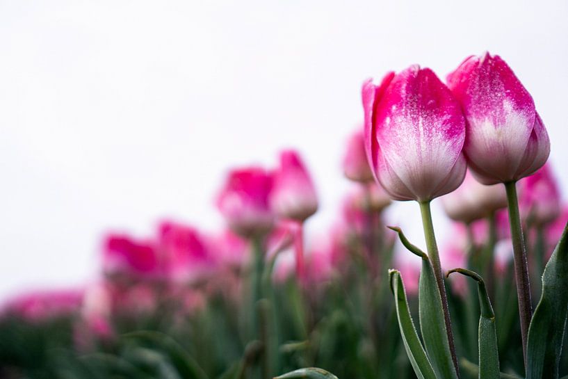 Couple de tulipes par Samira Salman