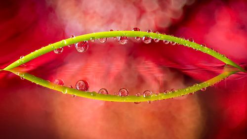 Spiegelung einer Gerbera in  Wassertropfen die an einem Grashalm hängen