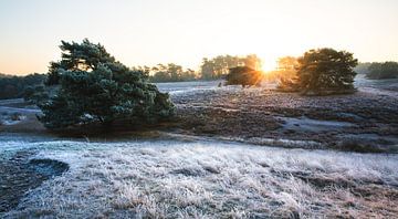 Zonsopgang en een winterse heide met een laagje rijp van Yvette Baur