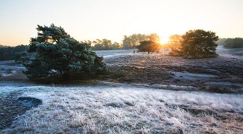 Zonsopgang en een winterse heide met een laagje rijp