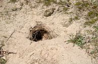 Rabbit hole in a sandy dune by MyCityPoster thumbnail