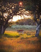Magically Deer