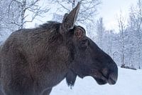 Eland in de sneeuw