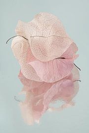 Pile of soft pastel-coloured leaves of the Bougainvillea by Marjolijn van den Berg