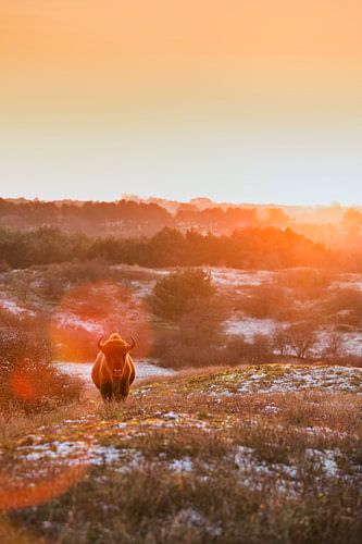 Wisenten in duinen op het Kraansvlak van Zuid Kennemerland