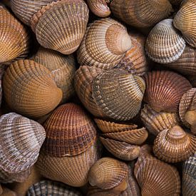 Panorama of shells in all shades of brown by Marjolijn van den Berg