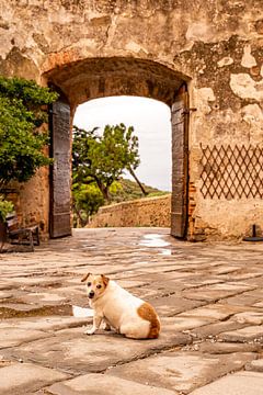 Dog in front of an old gate in the city wall by Dafne Vos