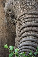 De wijsheid in de ogen van een olifant