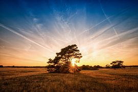 Sonnenuntergang Hohe Veluwe von Arjen Dijk