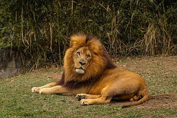 Majestätischer Löwe ruht sich im Zoo aus von Sonny Vermeer