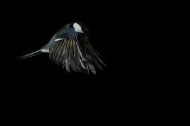 Kohlmeise (Parus major) im Flug mit schwarzem Hintergrund.