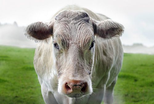 Een mooie indringende prachtige witte koe in de Ardennen, België