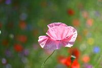 pink poppy