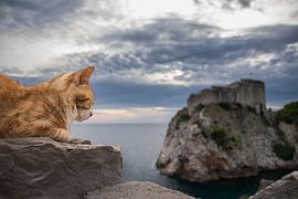 Cat guard by Leticia Spruyt