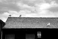 Seagulls on the forbidden roof by Pictorine thumbnail