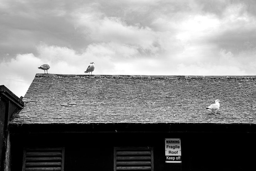 Seagulls on the forbidden roof by Pictorine