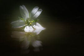 Réflexion von Olivier Chattlain