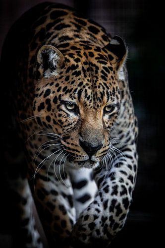 Jaguar on the move
