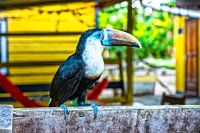 Toekan in Suriname