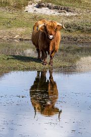 Un Highlander Schtose dans les dunes sur Menno Schaefer