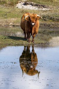 Ein Schtose Highlander in den Dünen