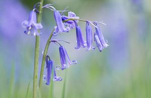Jacinthe des bois