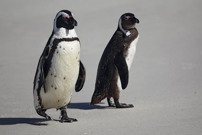 Jackass Pinguïns (Spheniscus demersus) van Dirk Rüter