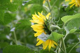 De wesp en de zonnebloem von Fotografie Fryslân