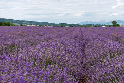 Lavendel in de Provence