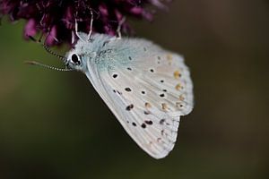 vlinder