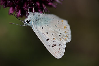 vlinder