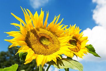 Zonnebloem van Frank Herrmann