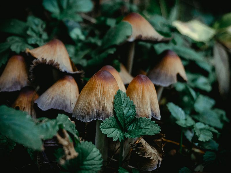 Champignon d'encre lumineuse par Sander van Bueren