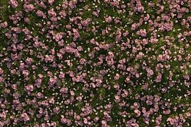 Aufnahme von oben auf grüner Wiese mit Kirschblütenblätter überzogen