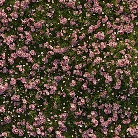 Shot from above on a green meadow covered with cherry blossom petals by Besa Art