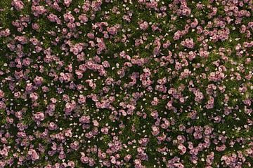 Aufnahme von oben auf grüner Wiese mit Kirschblütenblätter überzogen von Besa Art