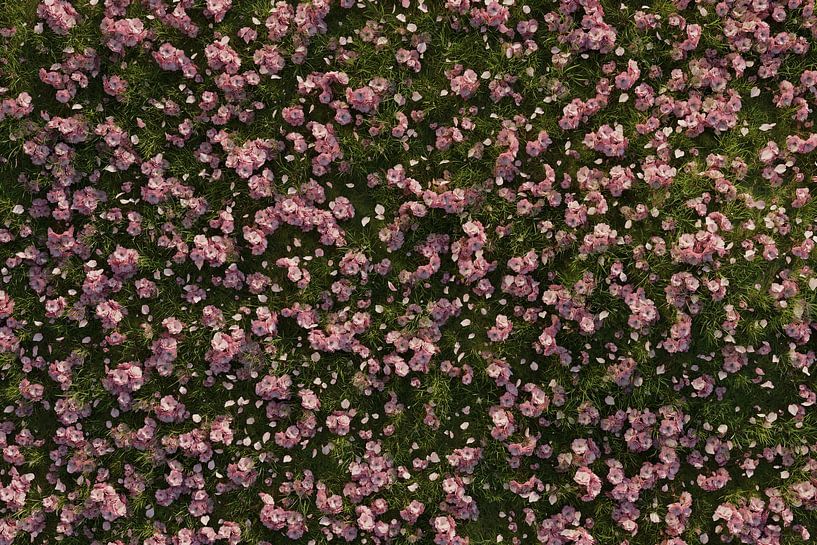 Shot from above on a green meadow covered with cherry blossom petals by Besa Art