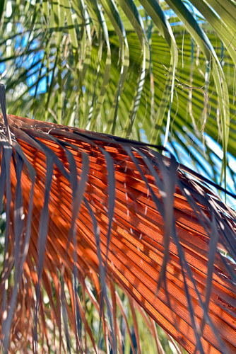 Cretan Poetry of the Date Palms