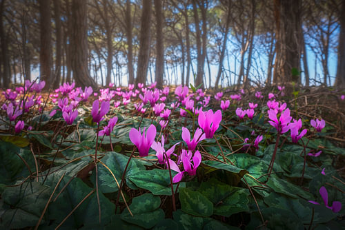 Vue rapprochée de cyclamens sauvages dans la pinède de Cecina, en Toscane