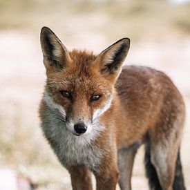 Fox sur Merle Boogert