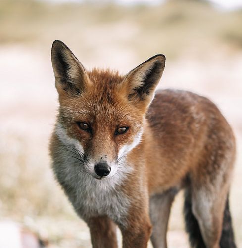 fox by Merle Boogert