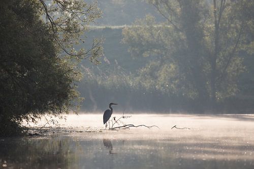 Reiger in de Biesbosch