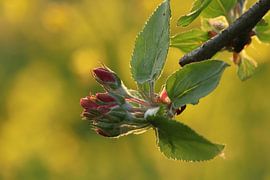 Bloesem by t de bruin