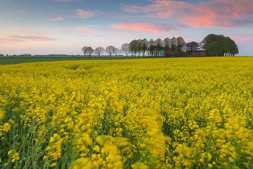 Zonsondergang koolzaadveld met Borg