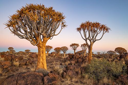 Arbres tubulaires 5 sur Albert Mendelewski