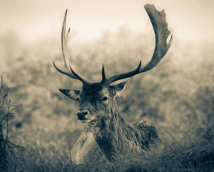 Ruhende Rehe im Unterholz von Marjon Woudboer
