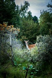 Betrapt von Christophe .